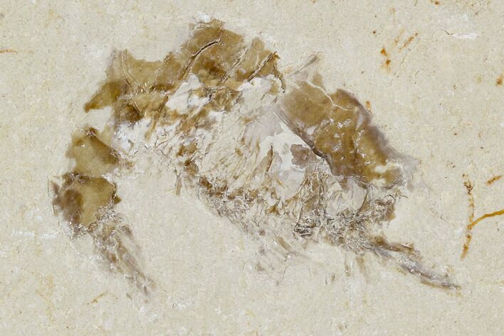 Cretaceous Fossil Shrimp - Lebanon #107673